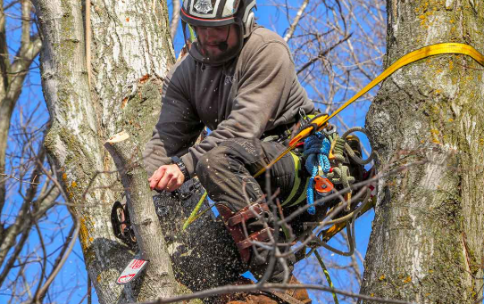 Trimming Tree